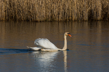 mute swan (cygnus olor) swimming in front of reed belt in sunshine