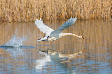 mute swan (cygnus olor) taking off from water surface, reed belt