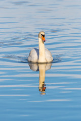 white mute swan (cygnus olor) mirrored on blue water surface © Pascal Halder
