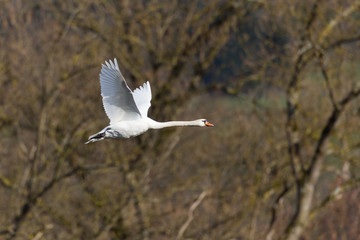 one white mute swan (cygnus olor) in flight in front of leafless forest