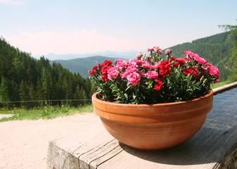 Flower pot of flowers in the mountains, Alps