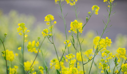 Obraz premium Rapeseed Flowers in the Field in Spring