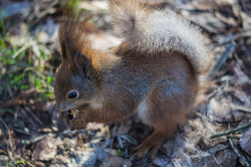 Close-up portrait young squirrel eats nut.