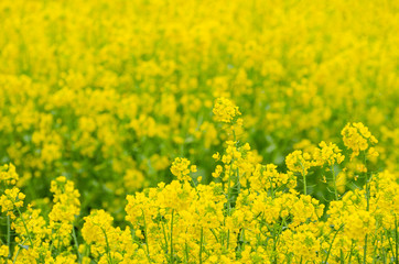 Obraz premium Rapeseed Flowers in the Field in Spring