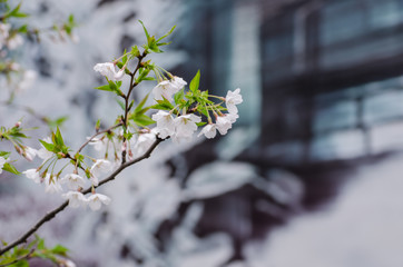 Pear Blossoms in Spring