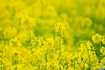 Obraz premium Rapeseed Flowers in the Field in Spring