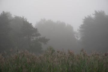Obraz na płótnie Canvas Reeds and trees in fog