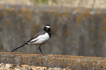 Cute and  like a gentleman, wagtail(82-1)
