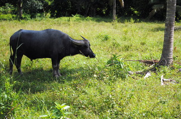 buffalo in field