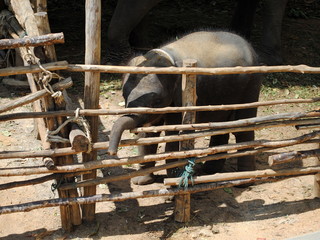 baby elephant behind the grid