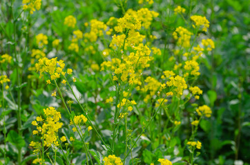 Rapeseed Flowers in the Field in Spring