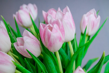 Pink tulips in pastel light pink and white tints at blurry grey background, closeup.