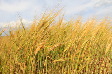 Large field of fresh wheat and sky in countryside