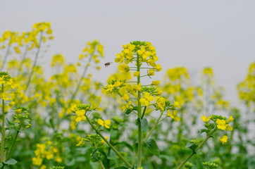 Rapeseed Flowers in the Field in Spring