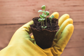 young plant in hands