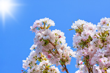 cherry blossom
