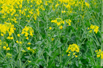 Rapeseed Flowers in the Field in Spring