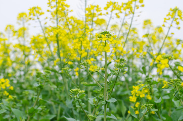 Rapeseed Flowers in the Field in Spring