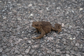 Frog on the road