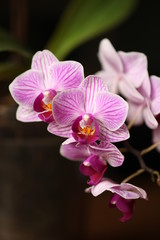 Fototapeta na wymiar Orchidáceae