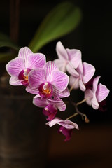 Orchidáceae