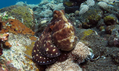 Incredible Underwater World - Octopus cyanea - Day octopus (blue octopus). Diving and underwater...