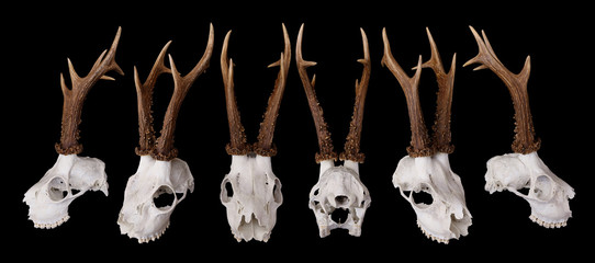 Roe Deer Buck Skull with Antlers at many angles over black background