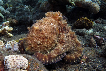 Incredible Underwater World - Octopus cyanea - Day octopus (blue octopus). Diving and underwater photography. Tulamben, Bali, Indonesia.