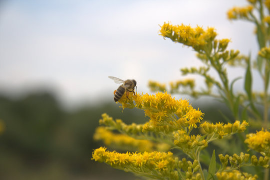 Bee And Yellow Flower