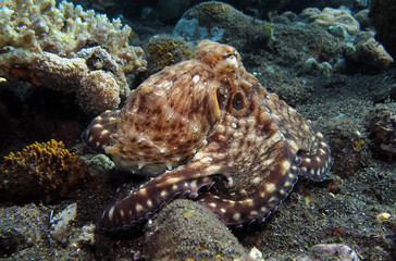 Incredible Underwater World - Octopus cyanea - Day octopus (blue octopus). Diving and underwater photography. Tulamben, Bali, Indonesia.