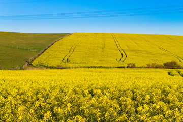Rapeseed fields along the road to Franschhoek, South Africa