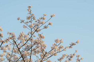 Pear Blossoms in Spring