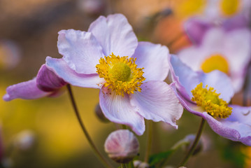 Close up on Anemone scabiosa plant commonly known as Chinese anemone or Japanese anemone