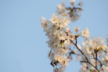 Pear Blossoms in Spring