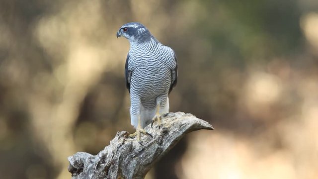 Adult male of Northern goshawk, Accipiter gentilis