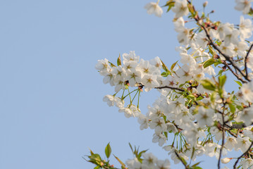 Pear Blossoms in Spring