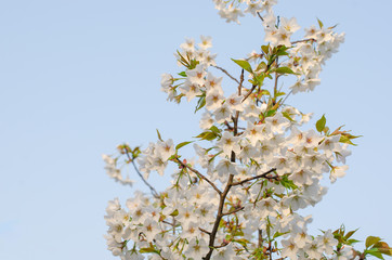 Pear Blossoms in Spring