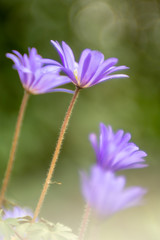 Oriental anemone - Anemone Blanda, photographed with a vintage lens