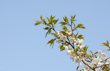 Pear Blossoms in Spring