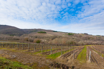 Naklejka premium Rows of vineyards from Tuscany hills