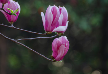 Magnolia blooming in spring