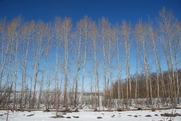 poplar line
