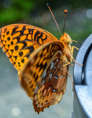 Butterflies and dragonflies © Shannane