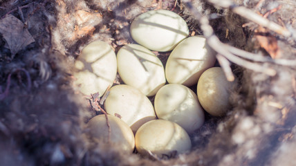 eggs of forest bird