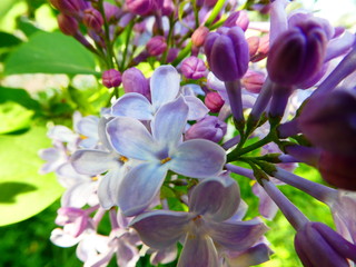  lilac flowers close up against green leaves