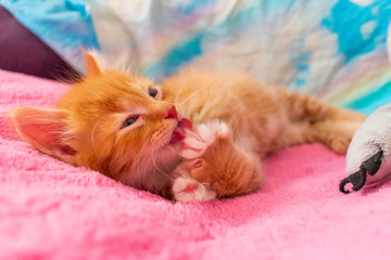 ginger cat relax after play. the kitten is lying on its back on pink cover and licks his paw.