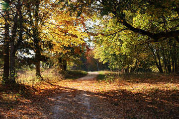 Waldweg im Herbst