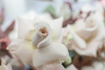 Closeup fresh white roses flower with blurred background