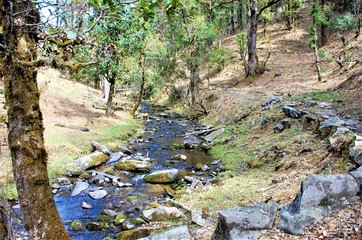 stream in the forest