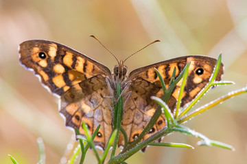 Butterfly seen from below perched on a branch
